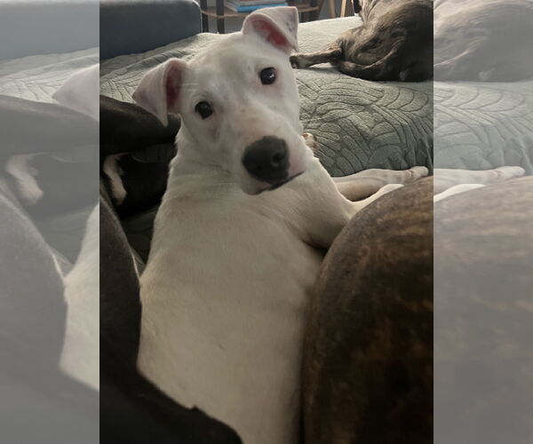 Medium Photo #21 Mutt Puppy For Sale in Holly Springs, NC, USA