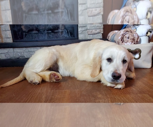 Medium Photo #6 English Cream Golden Retriever Puppy For Sale in PEYTON, CO, USA