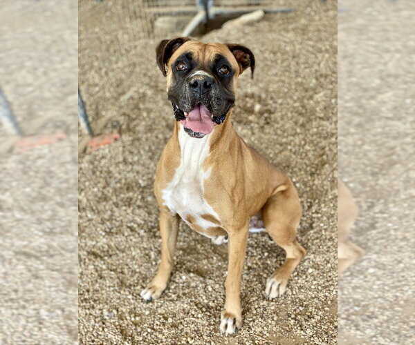 Medium Photo #1 Boxer Puppy For Sale in Austin, TX, USA