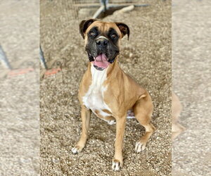 Boxer Dogs for adoption in Austin, TX, USA