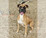 Small Boxer