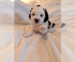 Small #19 Miniature Bernedoodle