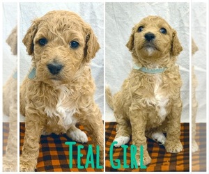 Labradoodle Puppy for sale in MADISON, AL, USA