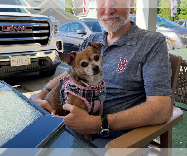 Medium Photo #11 Chihuahua Puppy For Sale in East Derry, NH, USA