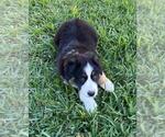 Small #1 North American Shepherd