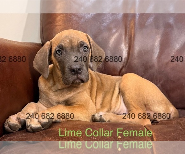 Medium Photo #2 Cane Corso Puppy For Sale in LA PLATA, MD, USA