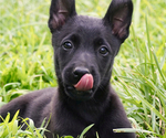 Puppy Puppy 2 Belgian Malinois