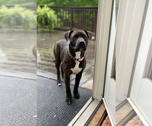 Medium Photo #7 Bulldog-Labrador Retriever Mix Puppy For Sale in Tarrytown, GA, USA
