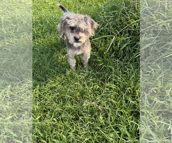 Medium Photo #1 Poodle (Miniature)-Unknown Mix Puppy For Sale in McDonough, GA, USA