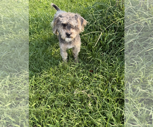 Poodle (Miniature)-Unknown Mix Dogs for adoption in McDonough, GA, USA