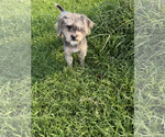 Small Poodle (Miniature) Mix