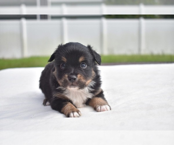 Medium Photo #6 Miniature Australian Shepherd Puppy For Sale in PALM COAST, FL, USA