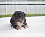 Small #5 Miniature Australian Shepherd
