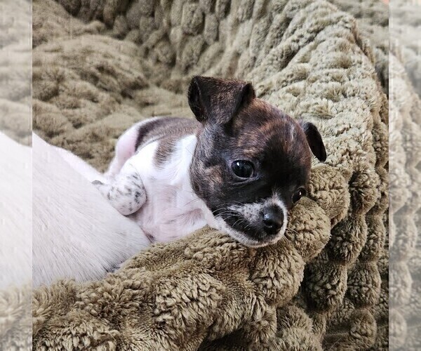 Medium Photo #12 Chihuahua Puppy For Sale in RUSTBURG, VA, USA