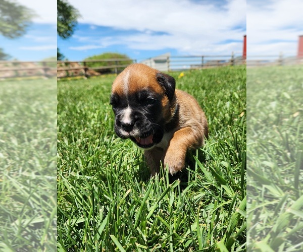 Medium Photo #3 Boxer Puppy For Sale in AFTON, WY, USA