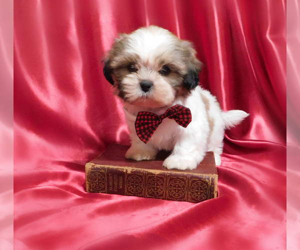 Medium Photo #4 Shih Tzu Puppy For Sale in OSCEOLA, MO, USA
