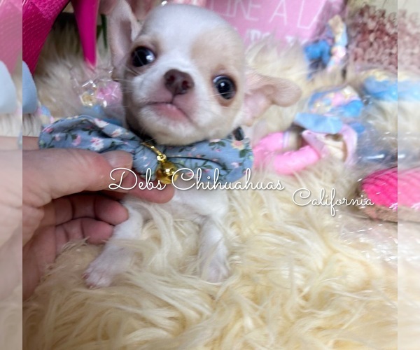 Medium Photo #2 Chihuahua Puppy For Sale in TRACY, CA, USA