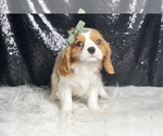 Small #2 Cavalier King Charles Spaniel