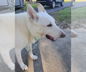 - Mix Dogs for adoption in Hoffman Estates, IL, USA