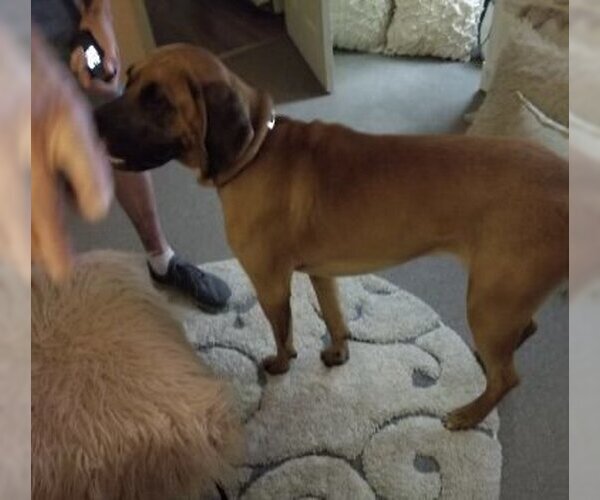 Medium Photo #3 Bloodhound-Unknown Mix Puppy For Sale in Slidell, LA, USA