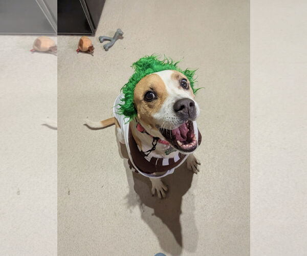 Medium Photo #6 Boxer-Unknown Mix Puppy For Sale in McCormick, SC, USA