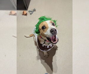 Rosalie - Female Boxer-Unknown Mix Dog for Adoption - Photo #6
