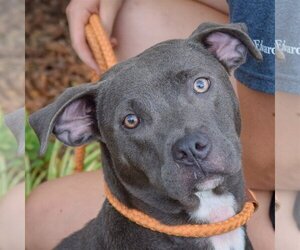 American Staffordshire Terrier-Labrador Retriever Mix Dogs for adoption in Huntley, IL, USA
