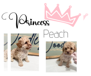 Poodle (Toy) Puppy for sale in BOGATA, TX, USA