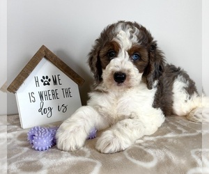 Miniature Bernedoodle-Poodle (Miniature) Mix Puppy for sale in INDIANAPOLIS, IN, USA