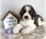 Image preview for Ad Listing. Nickname: Briar