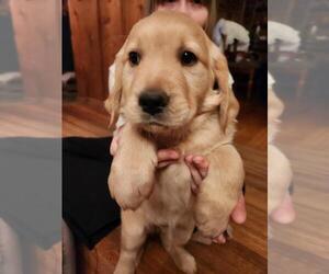 Golden Retriever Puppy for Sale in BASOM, New York USA
