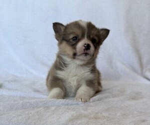 Pembroke Welsh Corgi Puppy for sale in STANLEY, WI, USA