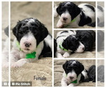 Small Photo #9 Goldendoodle Puppy For Sale in LOTHIAN, MD, USA