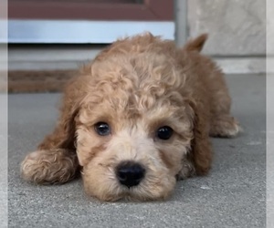 Cavapoo Puppy for sale in INDIANAPOLIS, IN, USA