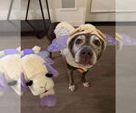 Small #1 American Pit Bull Terrier Mix