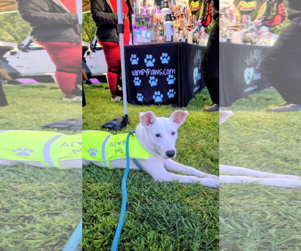 Medium Photo #4 Carolina Dog-Unknown Mix Puppy For Sale in Rockaway, NJ, USA