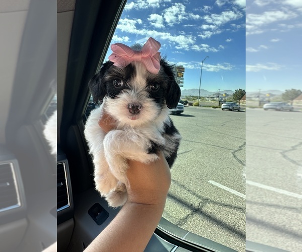 Medium Photo #6 Maltipoo Puppy For Sale in ALBUQUERQUE, NM, USA