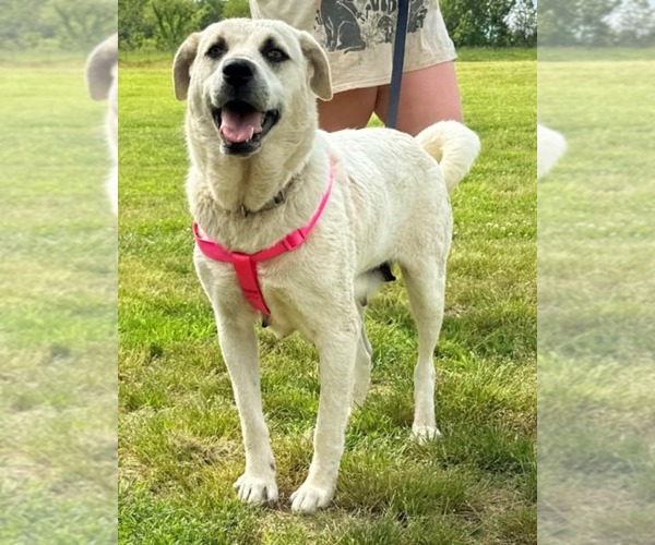 Medium Photo #3 Anatolian Shepherd-Labrador Retriever Mix Puppy For Sale in Scottsboro, AL, USA