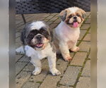 Small Photo #5 Shih Tzu Puppy For Sale in Canton, CT, USA