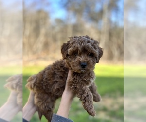 Goldendoodle (Miniature) Puppy for sale in PELHAM, NC, USA