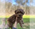 Small Photo #1 Goldendoodle (Miniature) Puppy For Sale in PELHAM, NC, USA