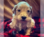 Small Photo #8 Goldendoodle Puppy For Sale in GOODLETTSVILLE, TN, USA