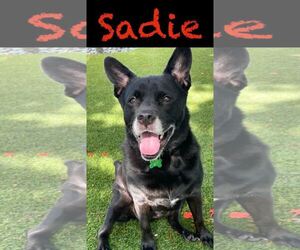 Sadie - Female Labrador Retriever-Unknown Mix Dog for Adoption - Photo #14