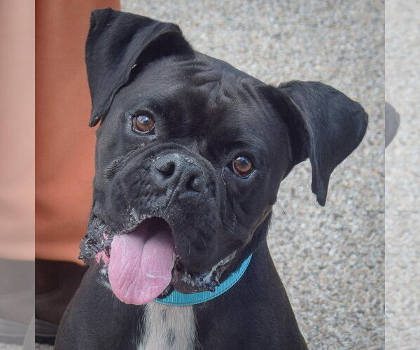 Medium Photo #6 Boxer Puppy For Sale in Huntley, IL, USA