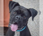 Small #5 Boxer