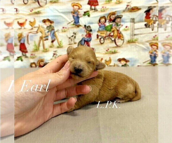 Medium Photo #4 Maltipoo (Miniature) Puppy For Sale in WINNSBORO, LA, USA