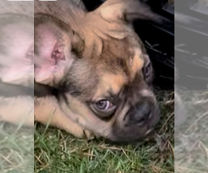 French Bulldog Puppy for sale in RADCLIFF, KY, USA