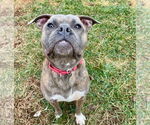 Small #11 Bullboxer Pit