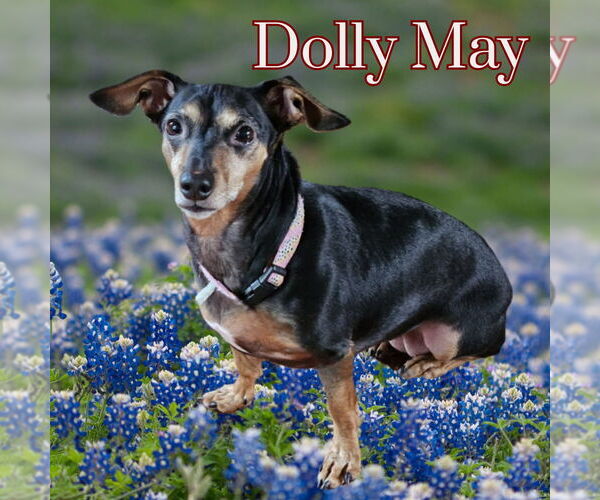 Medium Photo #6 Dachshund-Unknown Mix Puppy For Sale in San Antonio, TX, USA