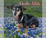 Small #5 Dachshund Mix